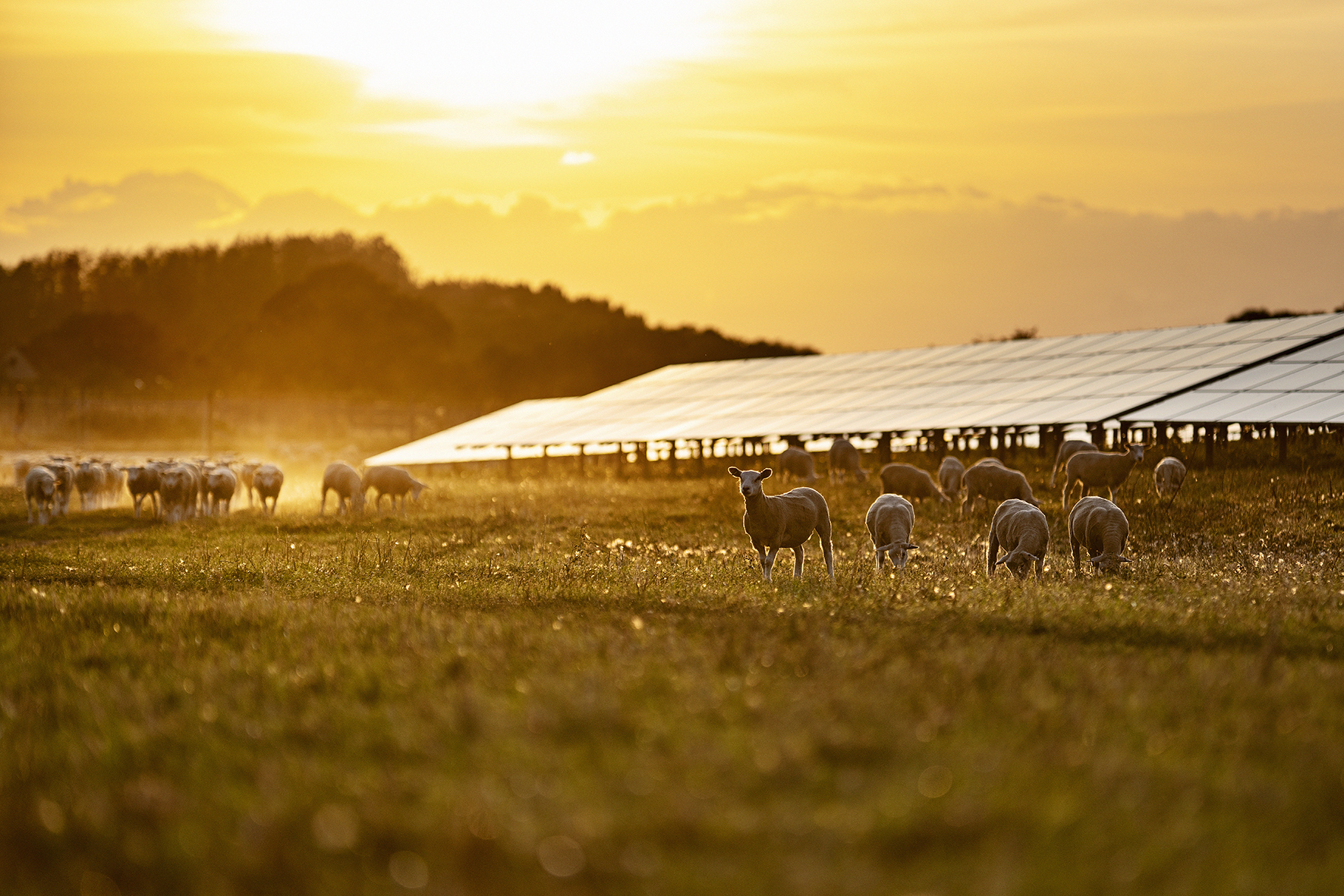 Image of solar park with sheeps walking around in the morning sun.