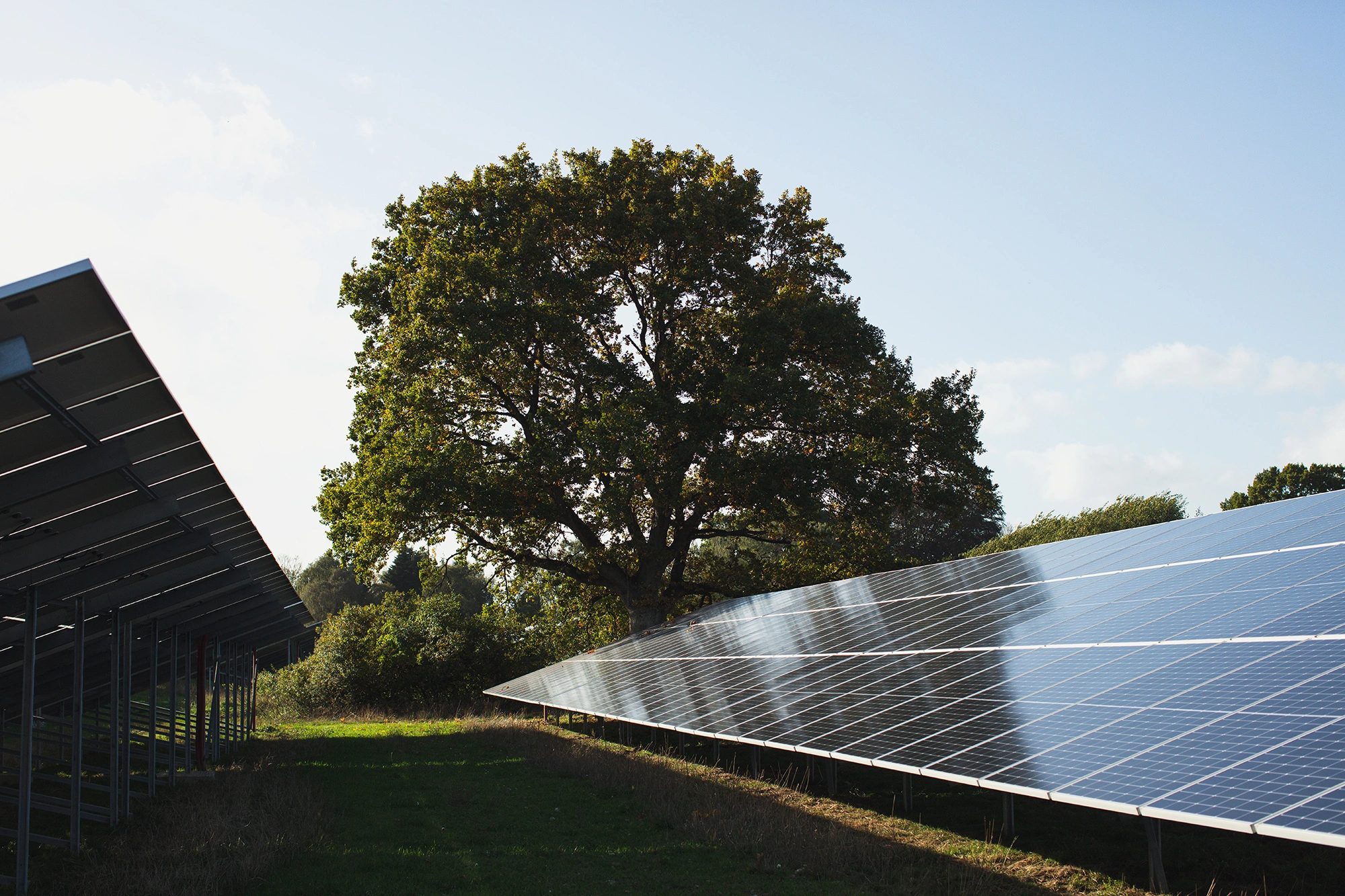 Solar park with a big tree in the background